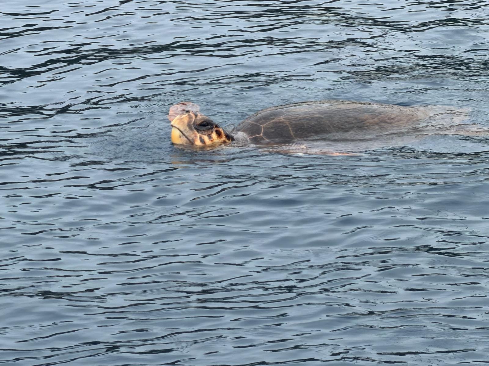 Schildkröte voraus!